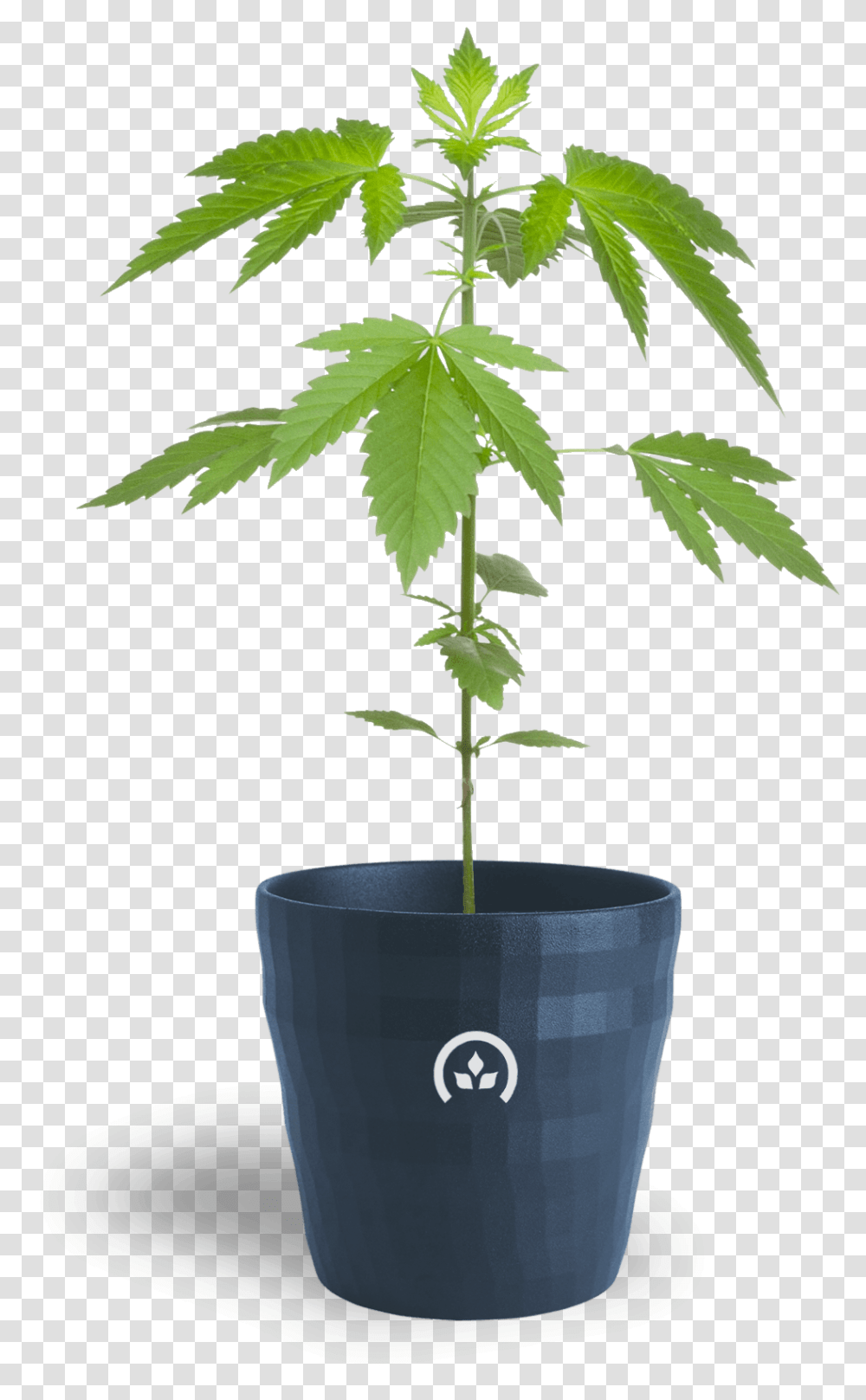 Conception Nurseries Cannabis Clones Marijuana Pruning, Plant, Leaf, Tree, Hemp Transparent Png