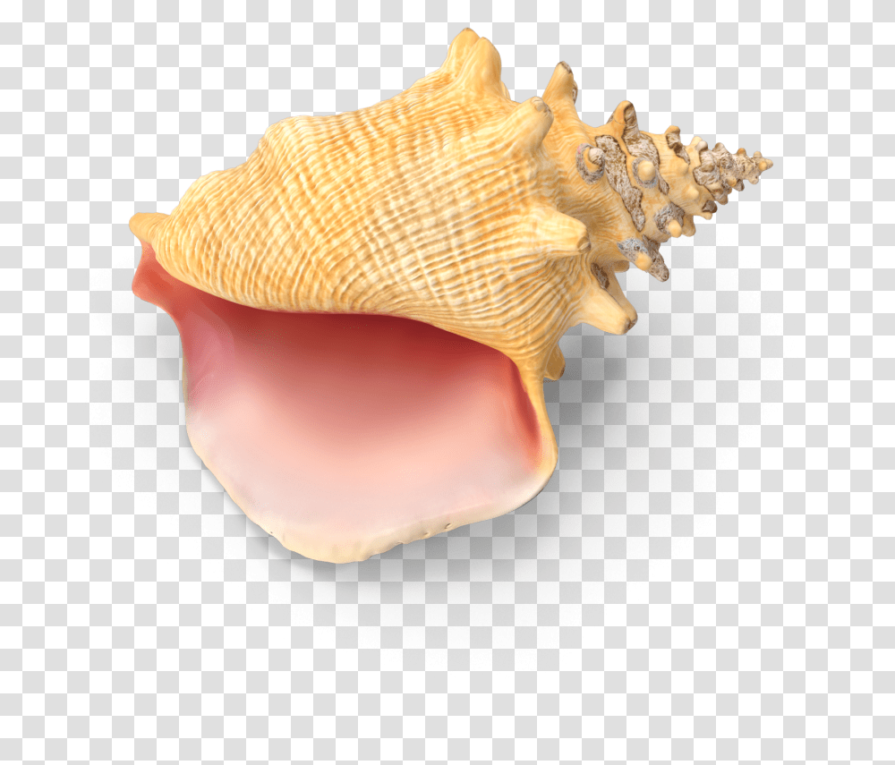 Conch Download Shell, Seashell, Invertebrate, Sea Life, Animal Transparent Png