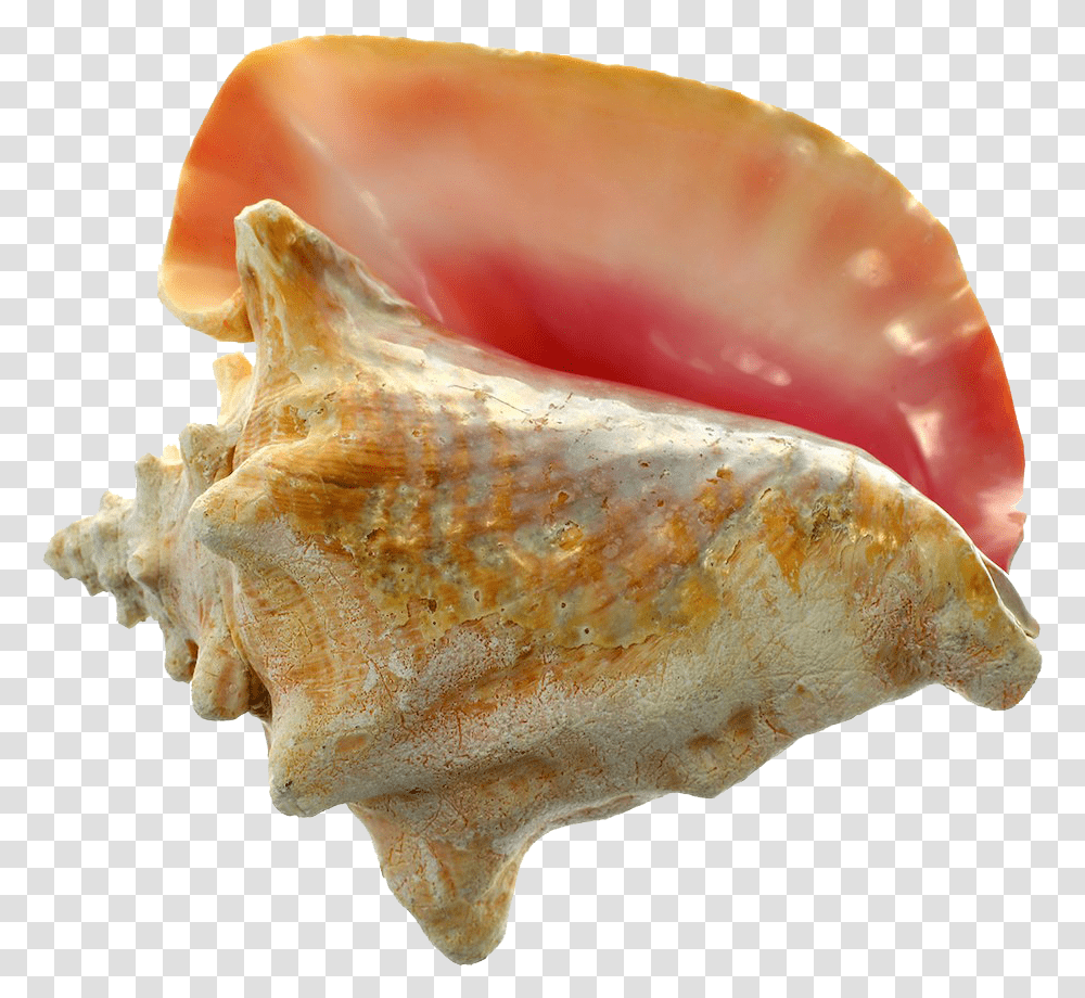 Conch Images Colors Of Conch Shells, Seashell, Invertebrate, Sea Life, Animal Transparent Png