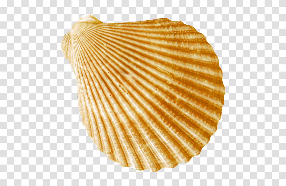 Conch, Nature, Clam, Seashell, Invertebrate Transparent Png