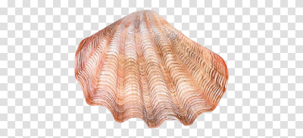 Conch, Nature, Clam, Seashell, Invertebrate Transparent Png