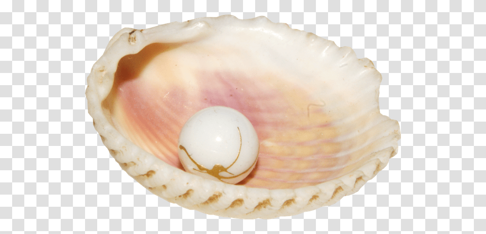 Conch, Nature, Egg, Food, Seashell Transparent Png
