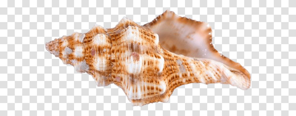 Conch, Nature, Fungus, Seashell, Invertebrate Transparent Png