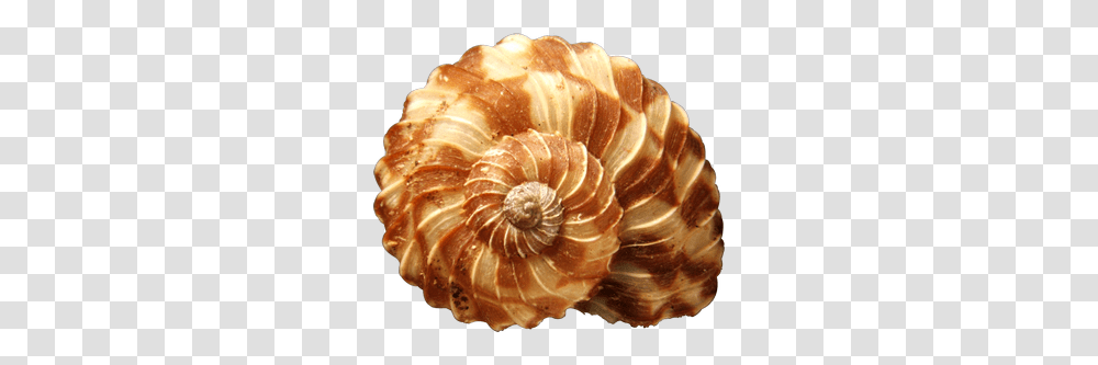 Conch, Nature, Sea Life, Animal, Clam Transparent Png