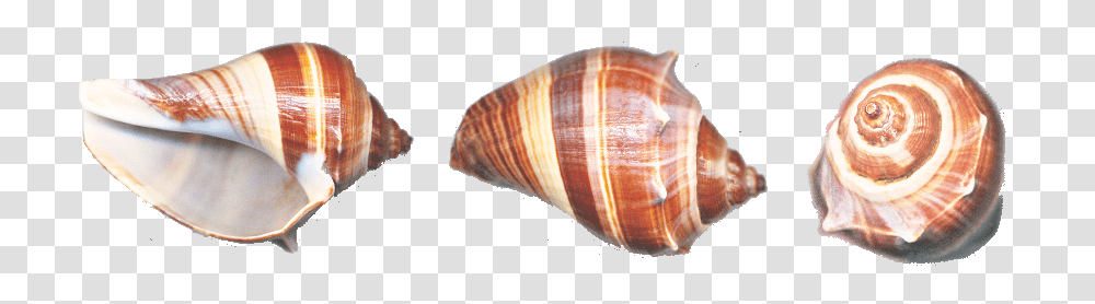 Conch, Nature, Sea Life, Animal, Invertebrate Transparent Png