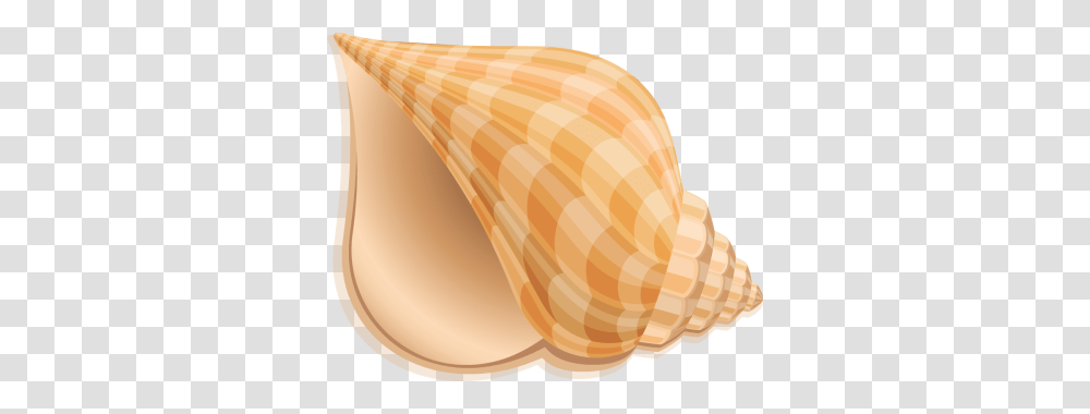 Conch, Nature, Sea Life, Animal, Seashell Transparent Png