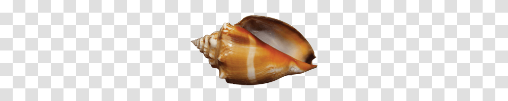 Conch, Nature, Sea Life, Animal, Seashell Transparent Png