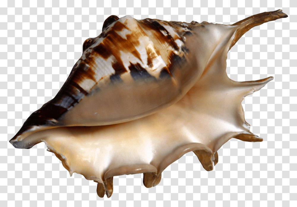 Conch, Nature, Seashell, Invertebrate, Sea Life Transparent Png