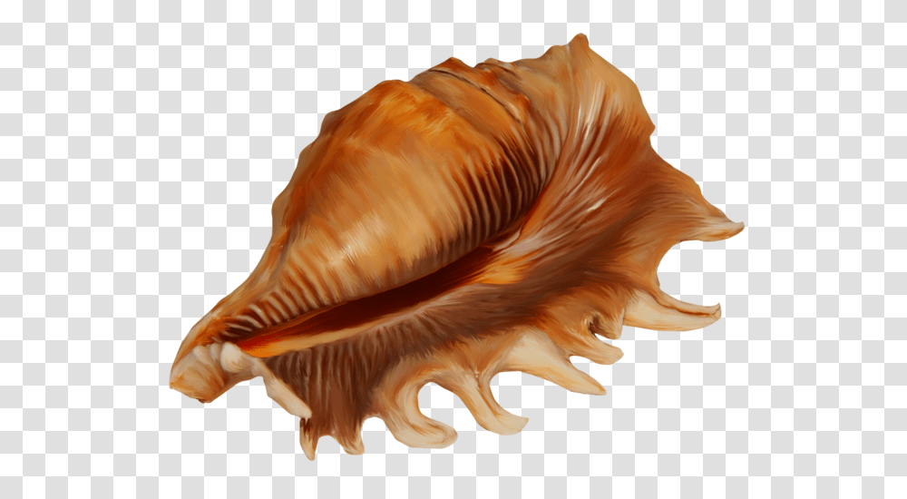 Conch, Nature, Seashell, Invertebrate, Sea Life Transparent Png