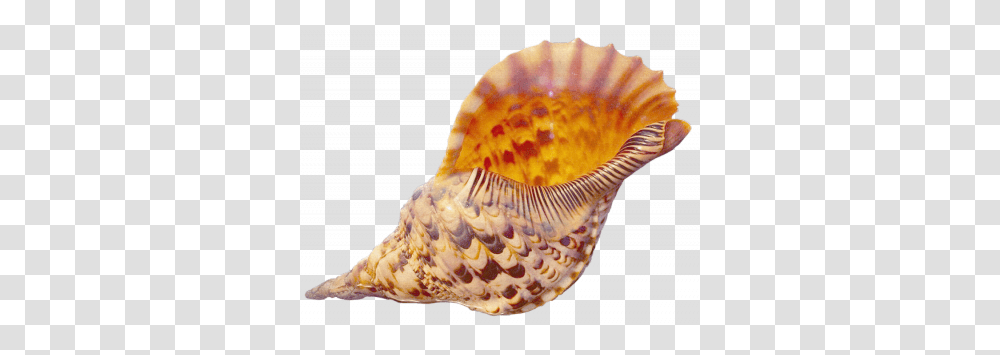 Conch, Nature, Seashell, Invertebrate, Sea Life Transparent Png