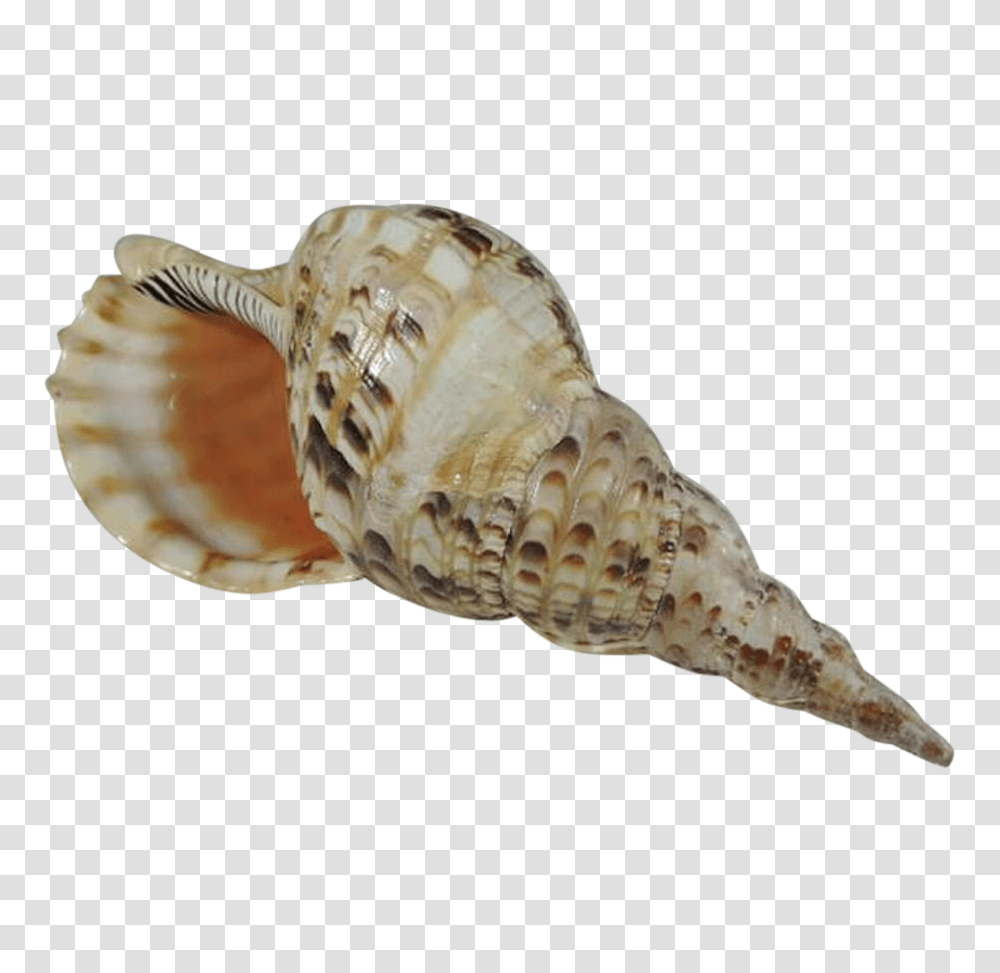 Conch, Nature, Seashell, Invertebrate, Sea Life Transparent Png