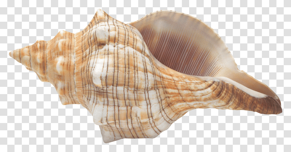 Conch, Nature, Seashell, Invertebrate, Sea Life Transparent Png