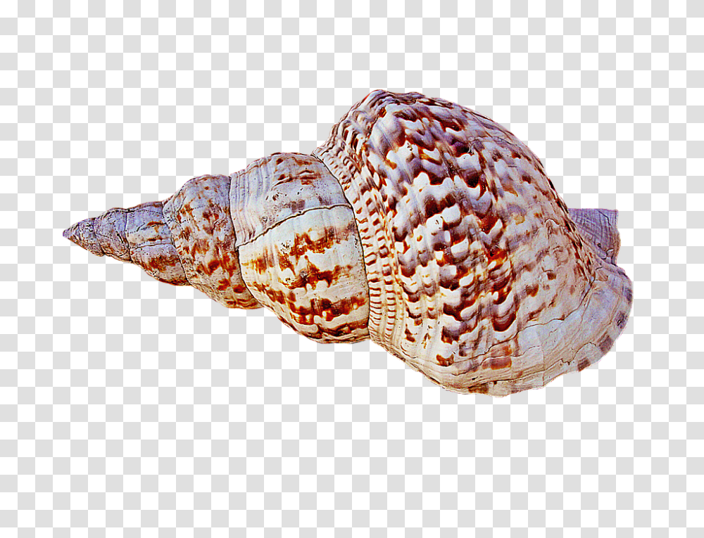 Conch, Nature, Seashell, Invertebrate, Sea Life Transparent Png