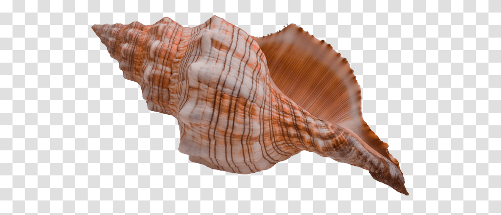 Conch, Nature, Seashell, Invertebrate, Sea Life Transparent Png