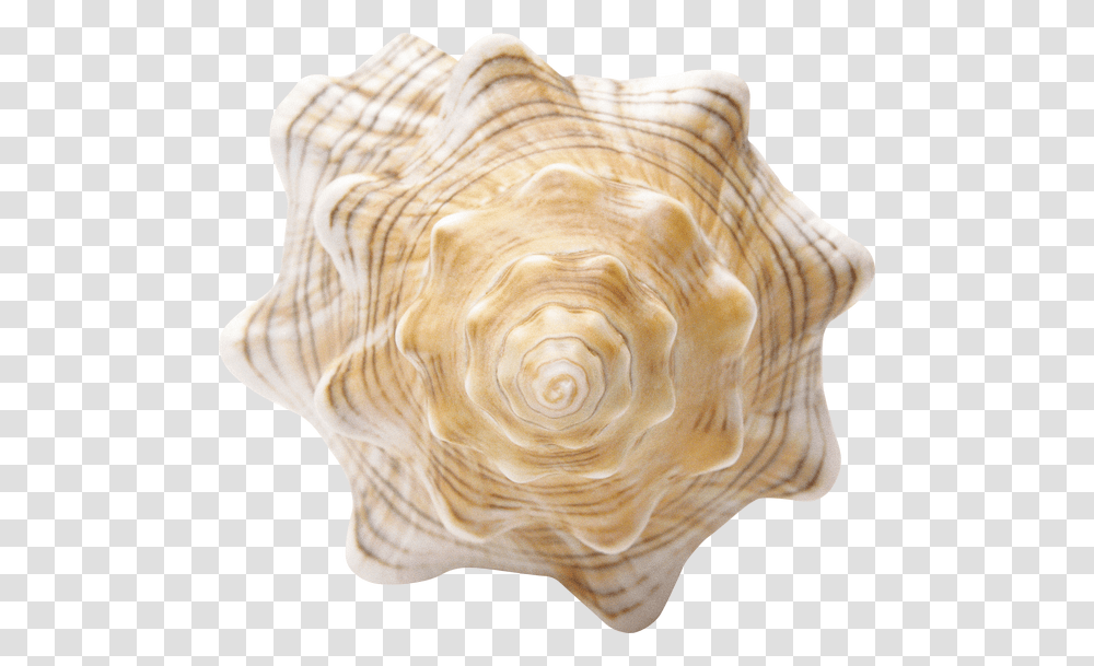 Conch, Nature, Seashell, Invertebrate, Sea Life Transparent Png