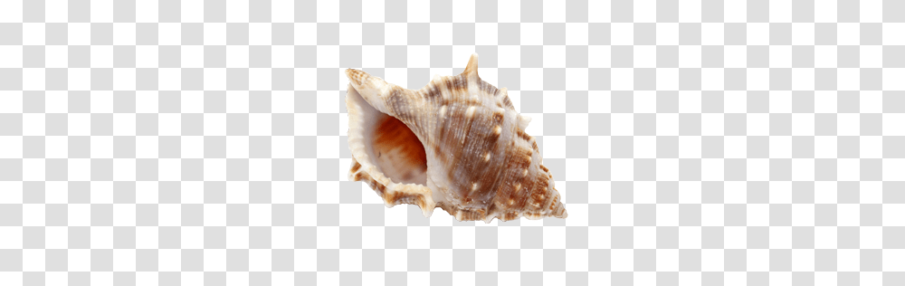 Conch, Nature, Seashell, Invertebrate, Sea Life Transparent Png