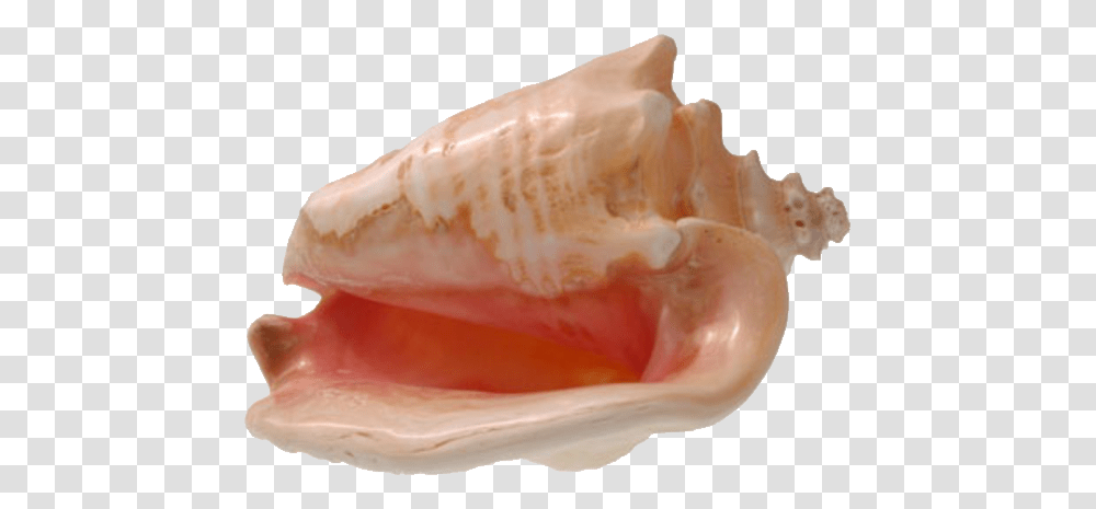 Conch, Nature, Seashell, Invertebrate, Sea Life Transparent Png