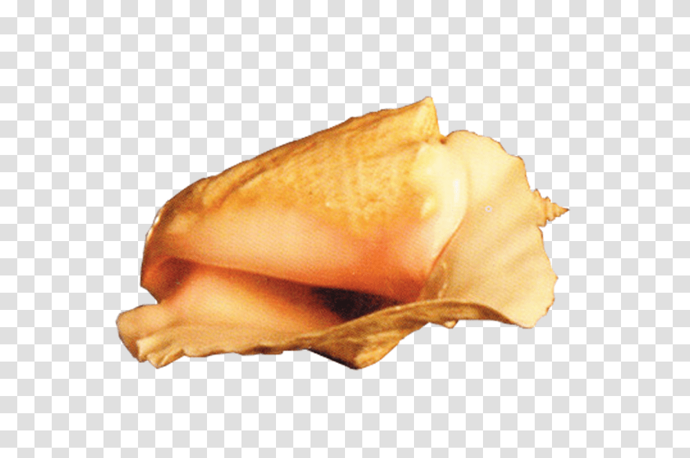 Conch, Nature, Seashell, Invertebrate, Sea Life Transparent Png