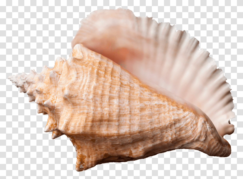 Conch, Nature, Seashell, Invertebrate, Sea Life Transparent Png