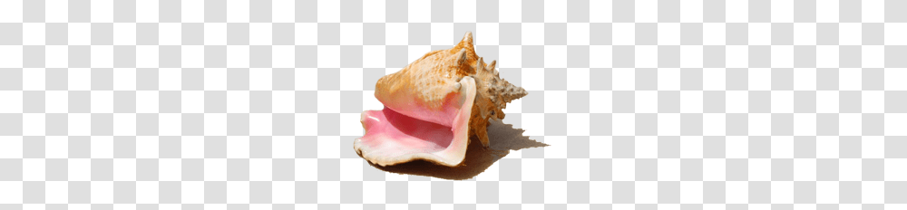 Conch, Nature, Seashell, Invertebrate, Sea Life Transparent Png