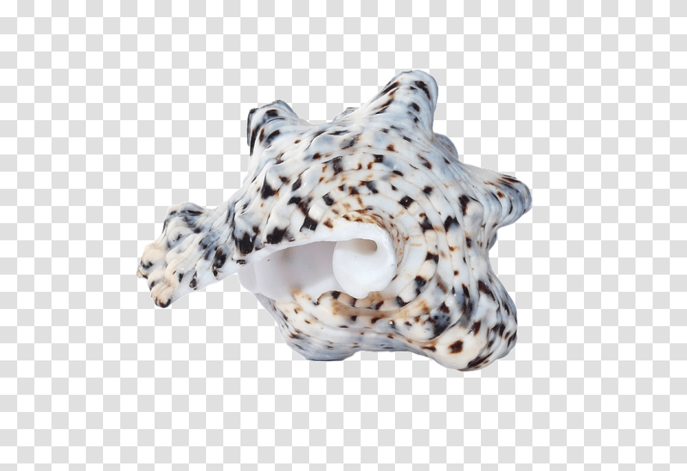 Conch, Nature, Seashell, Invertebrate, Sea Life Transparent Png