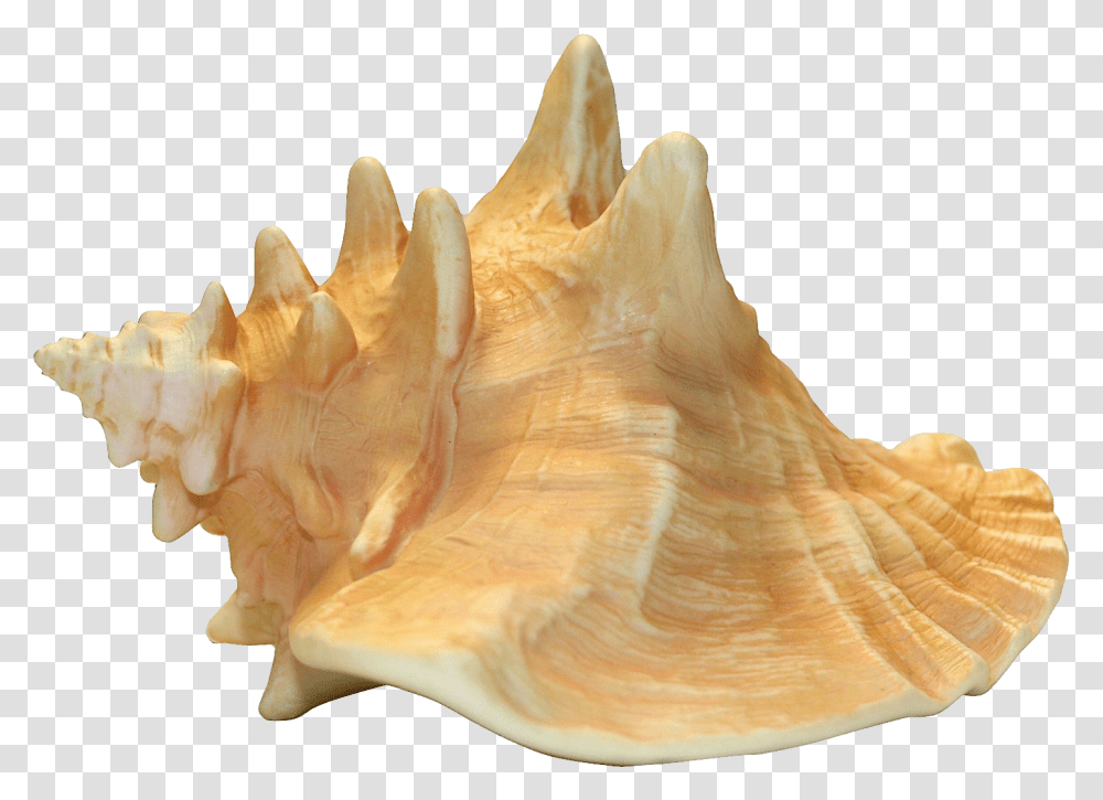 Conch, Nature, Seashell, Invertebrate, Sea Life Transparent Png