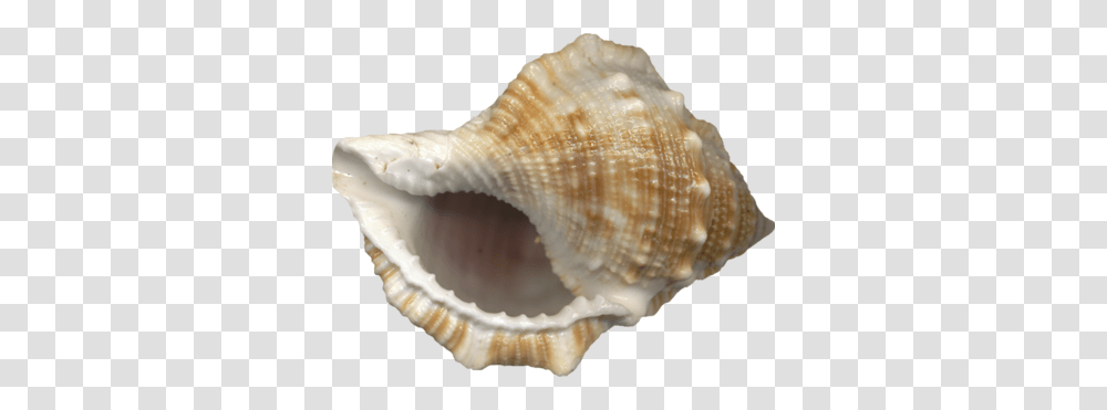 Conch, Nature, Seashell, Invertebrate, Sea Life Transparent Png