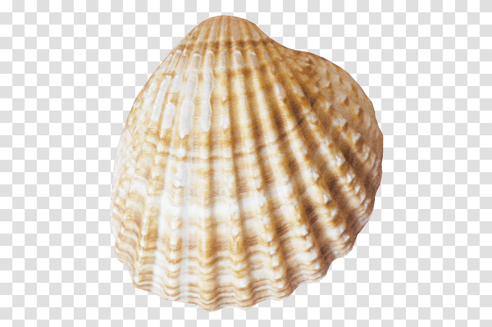 Conch Pink Seashell, Clam, Invertebrate, Sea Life, Animal Transparent Png