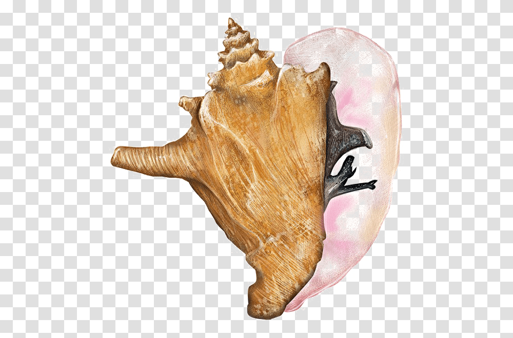 Conch Queen Conch, Seashell, Invertebrate, Sea Life, Animal Transparent Png