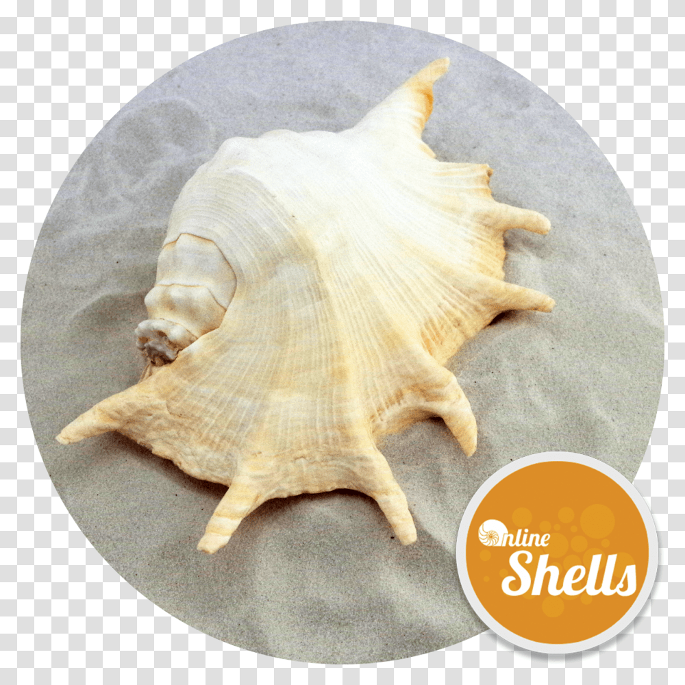 Conch, Sea Life, Animal, Seashell, Invertebrate Transparent Png