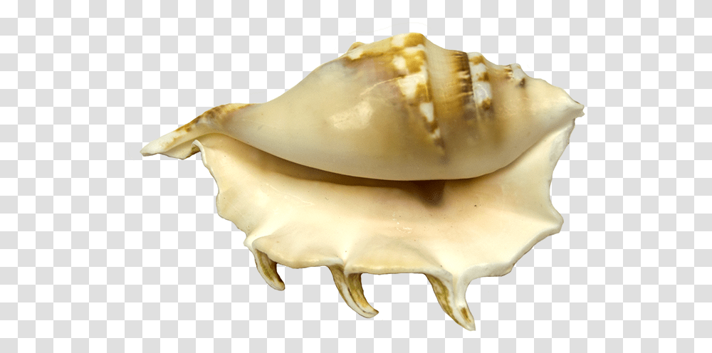 Conch, Seashell, Invertebrate, Sea Life, Animal Transparent Png