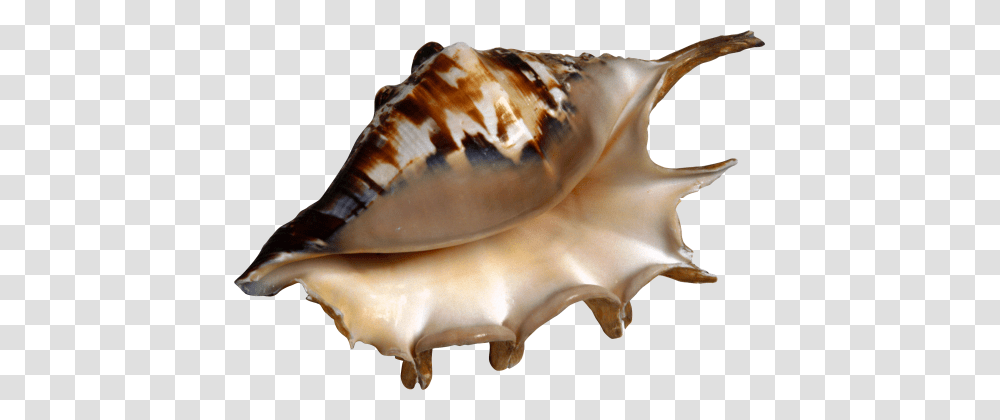 Conch, Seashell, Invertebrate, Sea Life, Animal Transparent Png