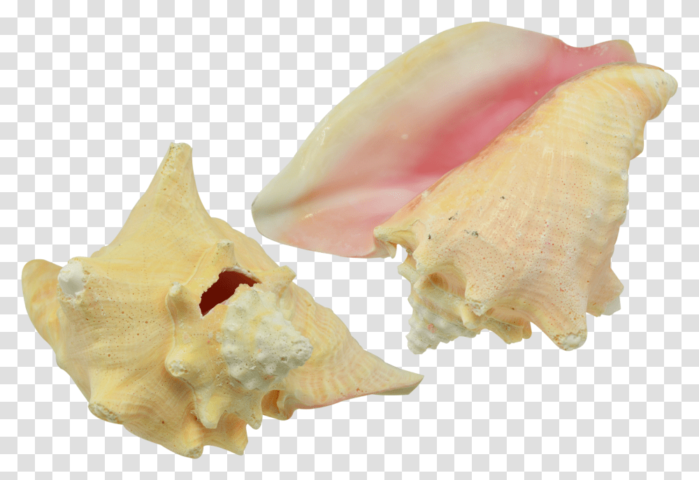Conch Shell 7 8 Conch, Seashell, Invertebrate, Sea Life, Animal Transparent Png