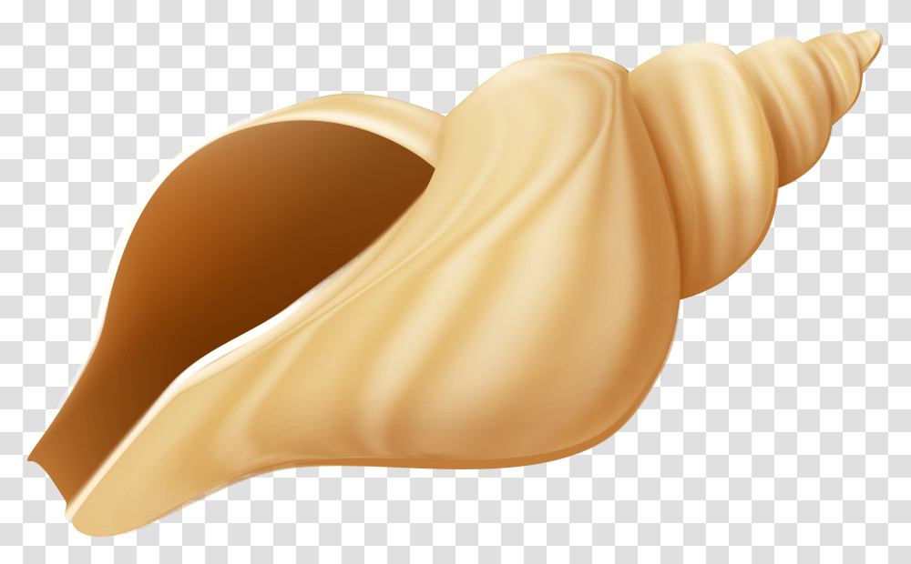 Conch Shell Clipart Sea Shell With Background Transparent Png