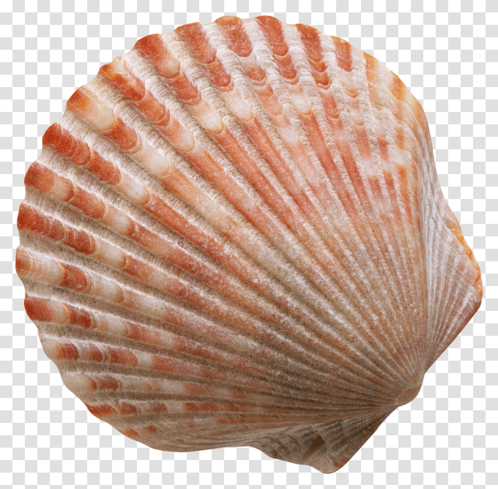 Conch Shell Free Shell, Sea Life, Animal, Clam, Seashell Transparent Png