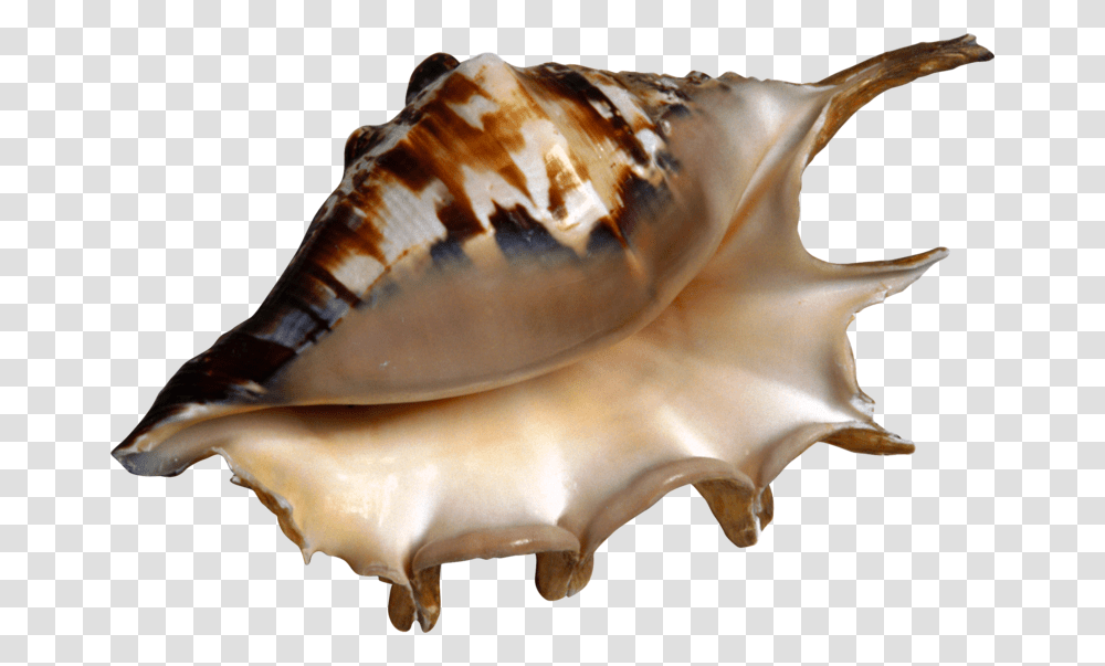 Conch Shell Kerang Clipart, Seashell, Invertebrate, Sea Life, Animal Transparent Png