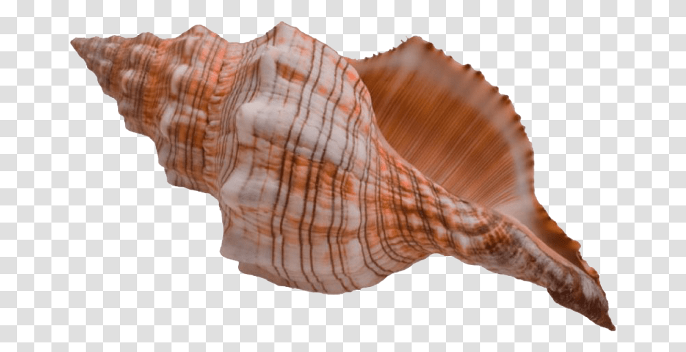 Conch Shell, Seashell, Invertebrate, Sea Life, Animal Transparent Png
