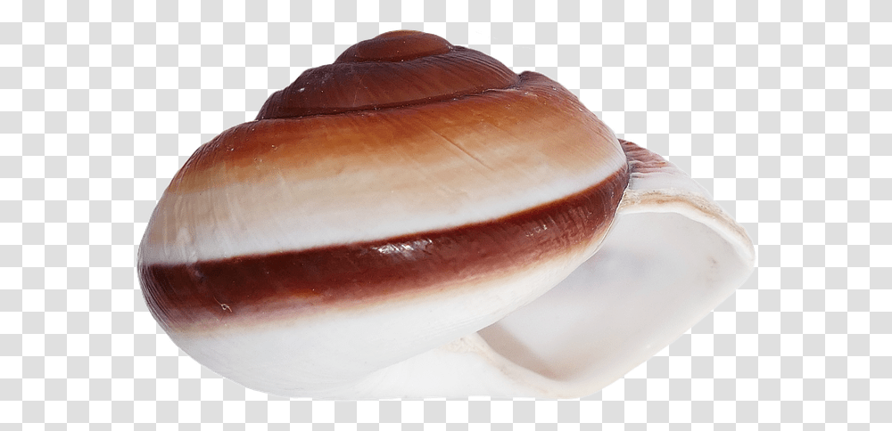 Concha Conchas Mar Blanco Playa Naturaleza Seashell, Invertebrate, Animal, Sea Life, Clam Transparent Png
