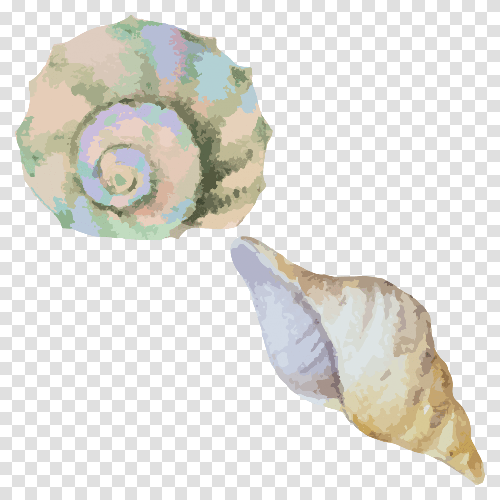 Conchshellsea Snailconchwatercolor Watercolor Sea Shell, Seashell, Invertebrate, Sea Life, Animal Transparent Png