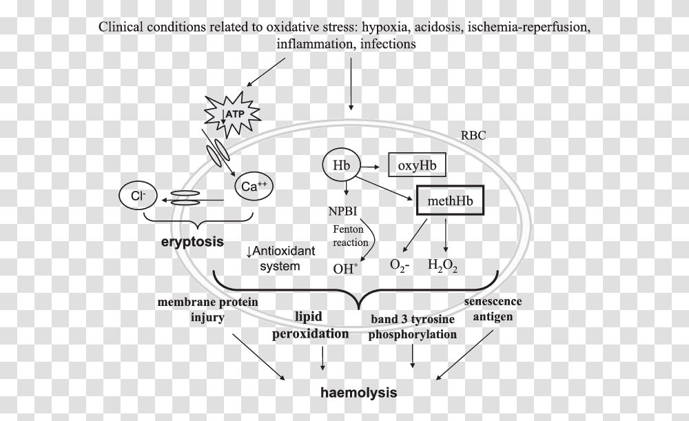 Concise Mechanisms Involved In Red Blood Cells Haemolysis Oxidative Stress In Erythrocytes, Diagram, Plot, Nature, Outdoors Transparent Png