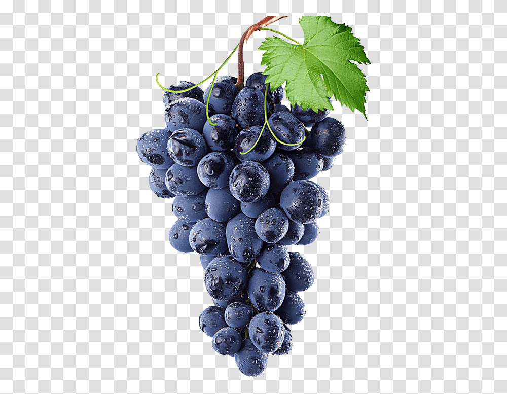 Concord Grapes Grapes Blue, Plant, Fruit, Food, Blueberry Transparent Png