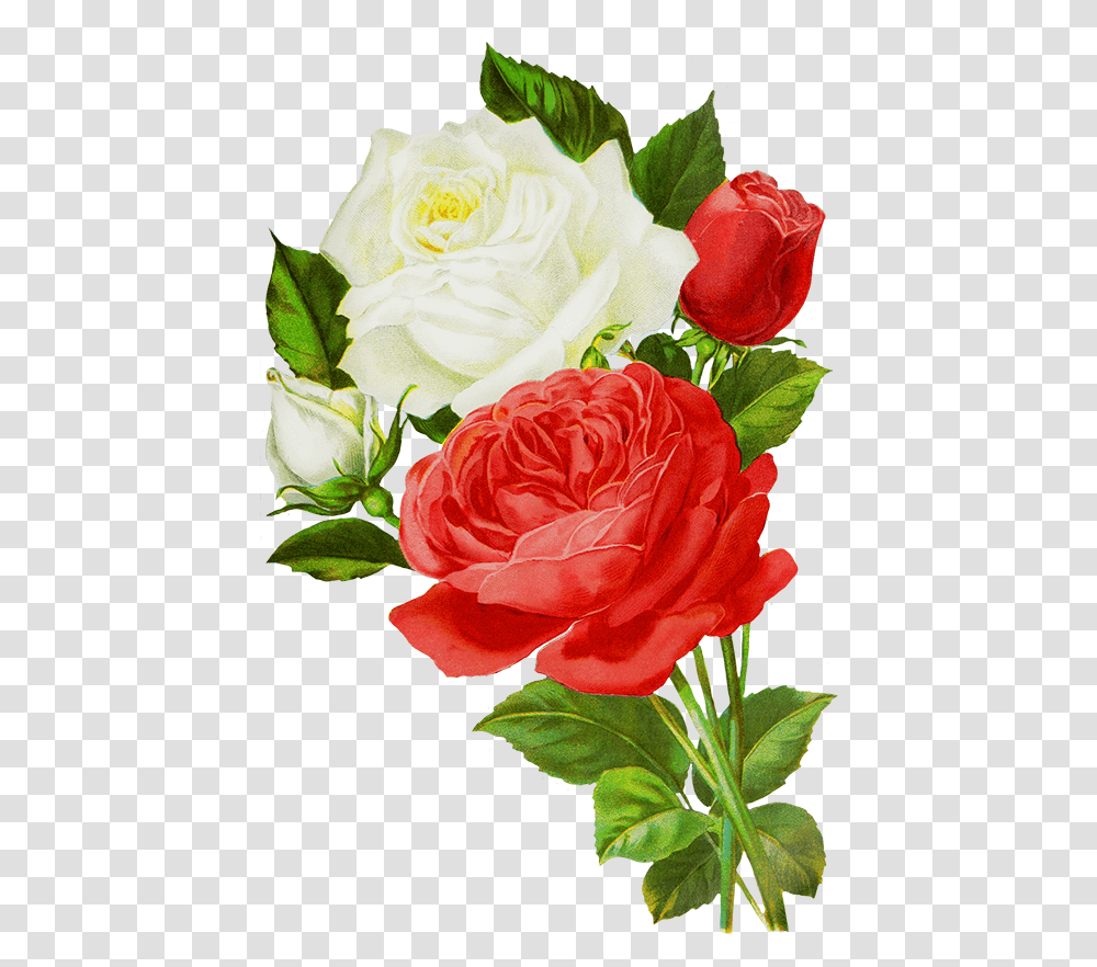 Concrete Drawing Rose Red And White Rose Drawing, Plant, Flower, Blossom, Flower Bouquet Transparent Png