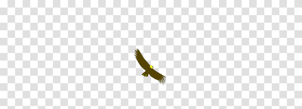 Condor Clip Arts Condor Clipart, Vulture, Bird, Animal, Flying Transparent Png
