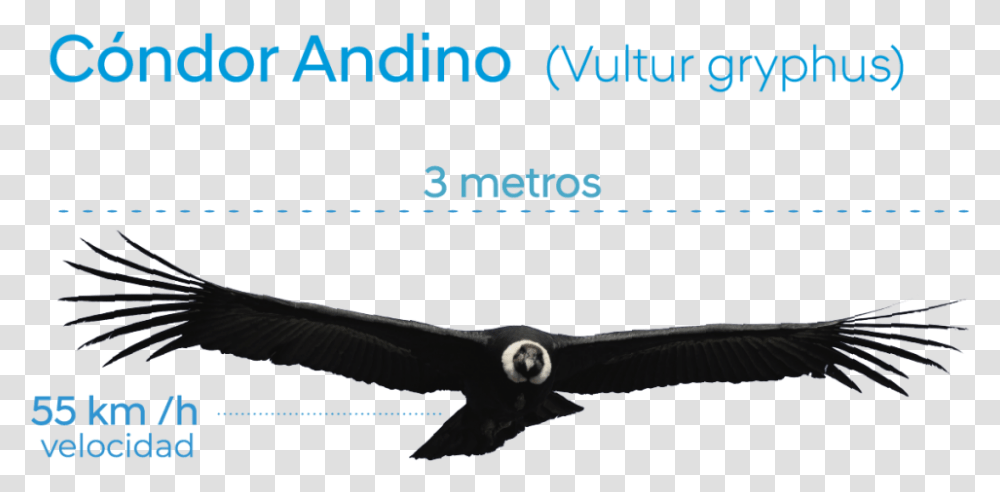Condor Con Alas Extendidas, Animal, Bird, Flying, Vulture Transparent Png