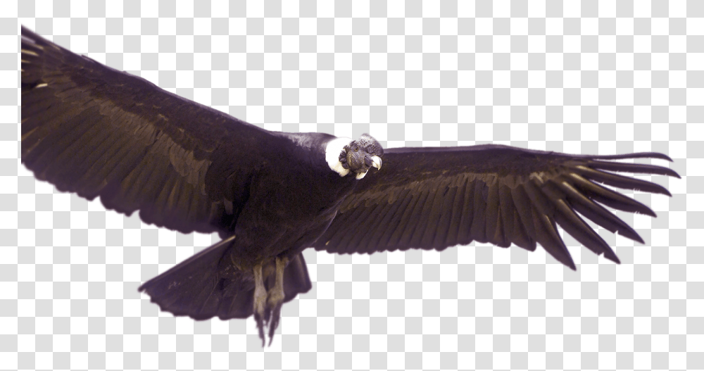 Condor De Los Andes, Vulture, Bird, Animal, Flying Transparent Png