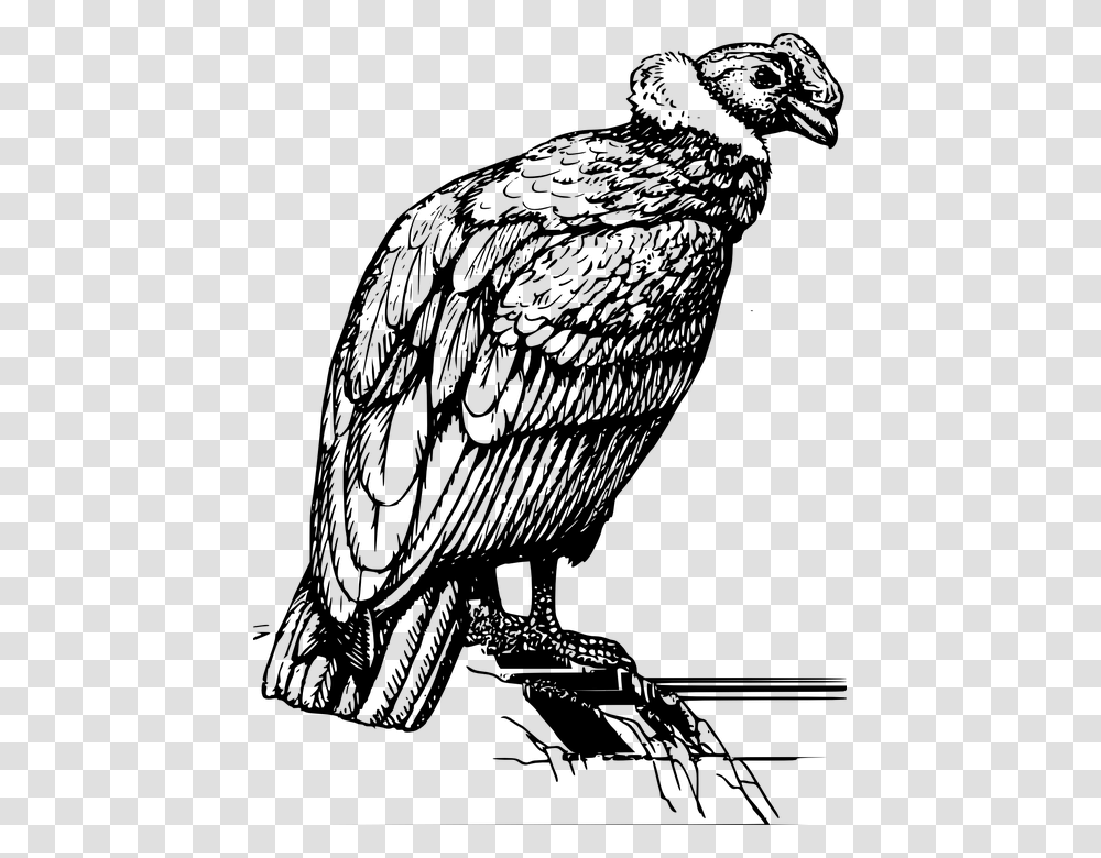 Condor Vulture Perched Rock Feathers Wings Bird Condor Black And White, Gray, World Of Warcraft Transparent Png