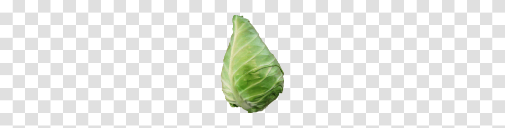 Cone Cabbage This Weeks Market Report Good Buy Produce Alliance, Plant, Vegetable, Food, Head Cabbage Transparent Png