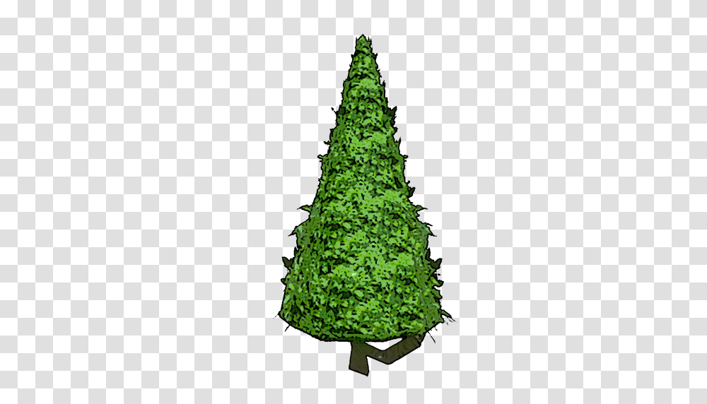 Cone Hedge, Tree, Plant, Christmas Tree, Ornament Transparent Png