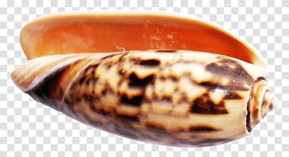 Cone Snail Shell No Background, Sea Life, Animal, Seashell, Invertebrate Transparent Png