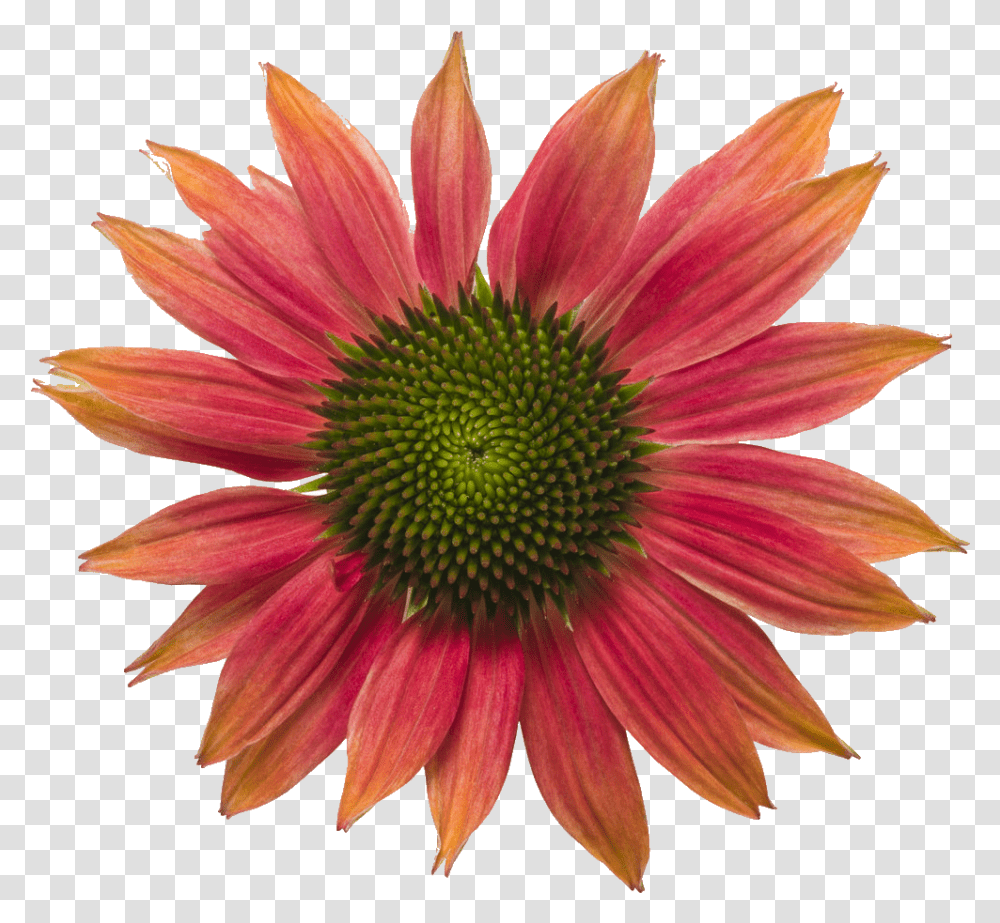 Coneflower Blanket Flowers, Plant, Blossom, Daisy, Daisies Transparent Png